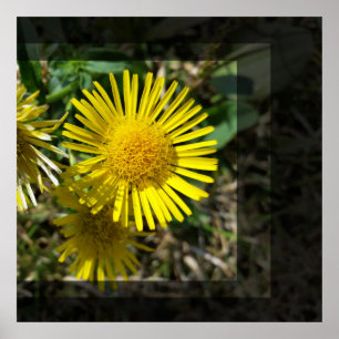 Póster flor amarela atrás das janelas