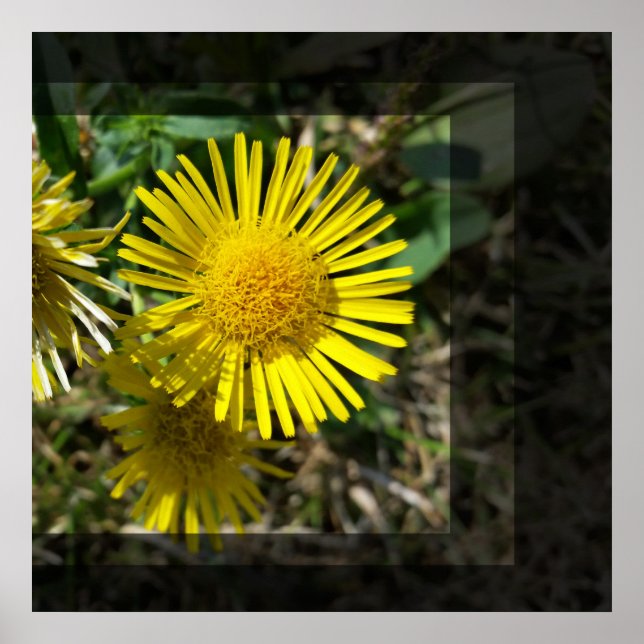 Póster flor amarela atrás das janelas (Frente)