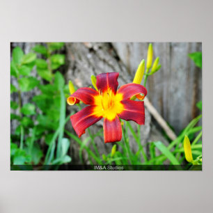 Poster Flor amarela avermelhada