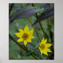 Flor Amarela de Outono