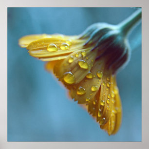 Poster Flor amarela do cravo-de-defunto com as gotas