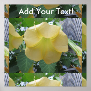 Póster Flor amarela dourada da trombeta dos anjos