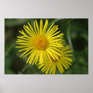 Poster Flor Amarelo
