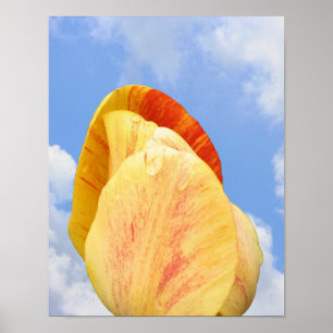 Poster Flor Amarelo Da Tulipa No Céu Azul