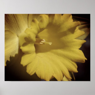 Poster Flor Amarelo Daffodil Fechar
