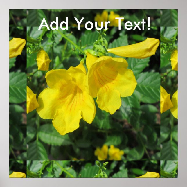 Póster Flor Amarelo do Jardim de Trompete (Frente)