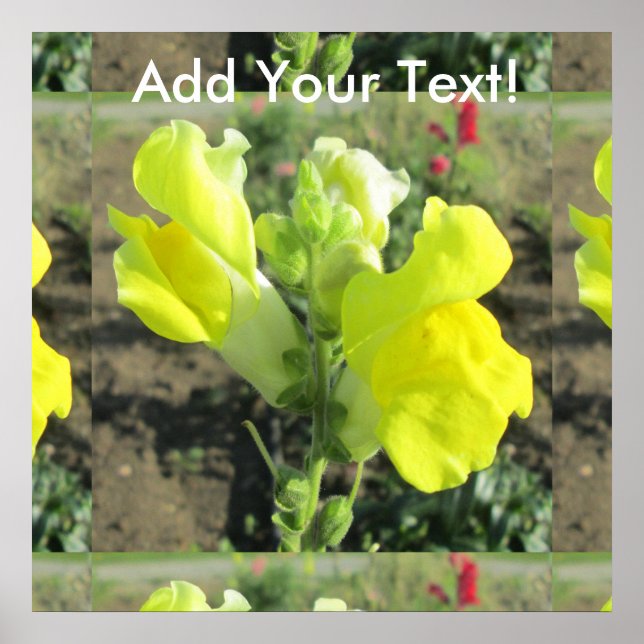 Póster Flor Amarelo do Snapdragon (Frente)