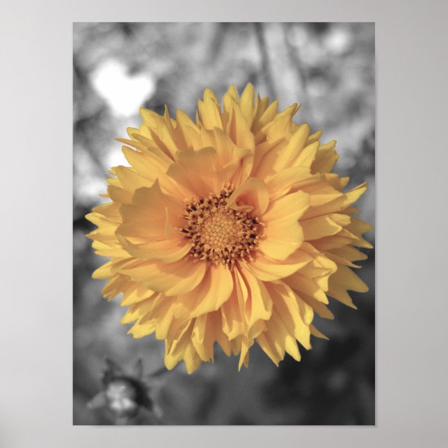 Póster Flor Amarelo pintado (Frente)