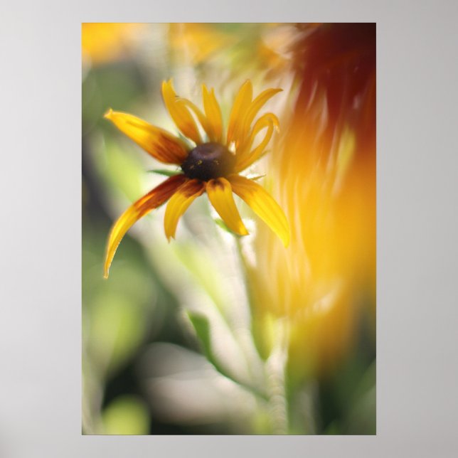 Poster Flor Amarelo Rudbeckia (Frente)