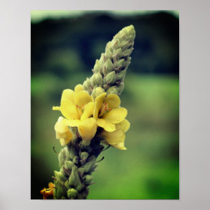 Poster Flor Amarelo Selvagem Mullein