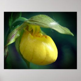 Poster Flor Amarelo Selvagem Slipper Orquídea Fechar