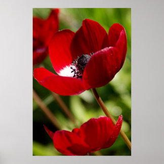 Póster Flor Anêmone Vermelho