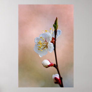Poster Flor Apricot Japonês Perfeito