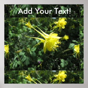 Póster Flor aquilégia