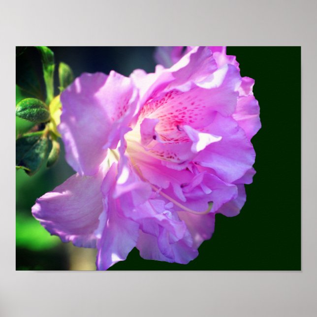 Poster Flor Azalea Rosa (Frente)