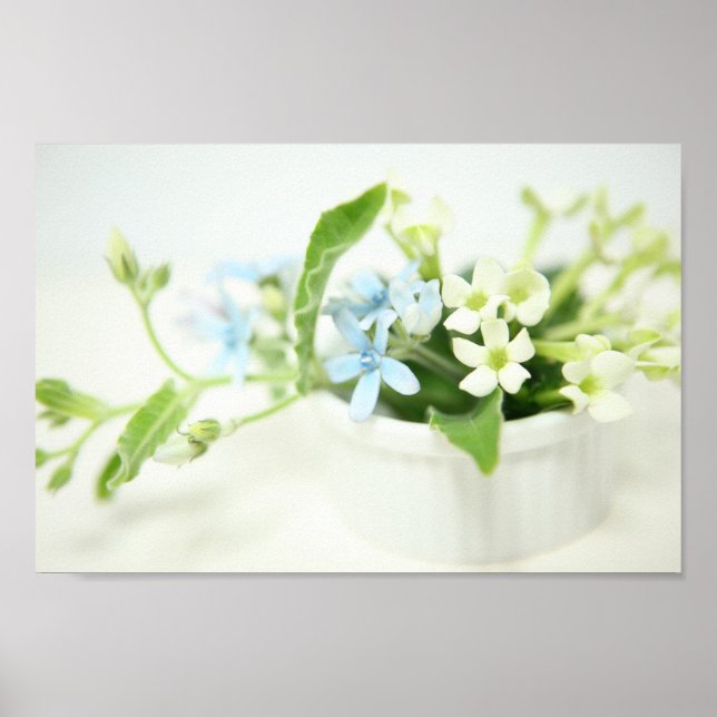 Póster Flor azul e branca. (Frente)