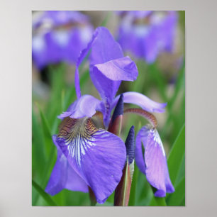 Póster Flor Azul Pálido Sinalizador Iris
