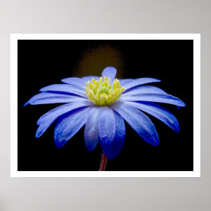 Póster Flor azul solteiro contra preto