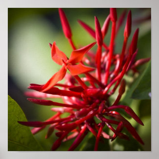 Póster Flor Bali Exótica