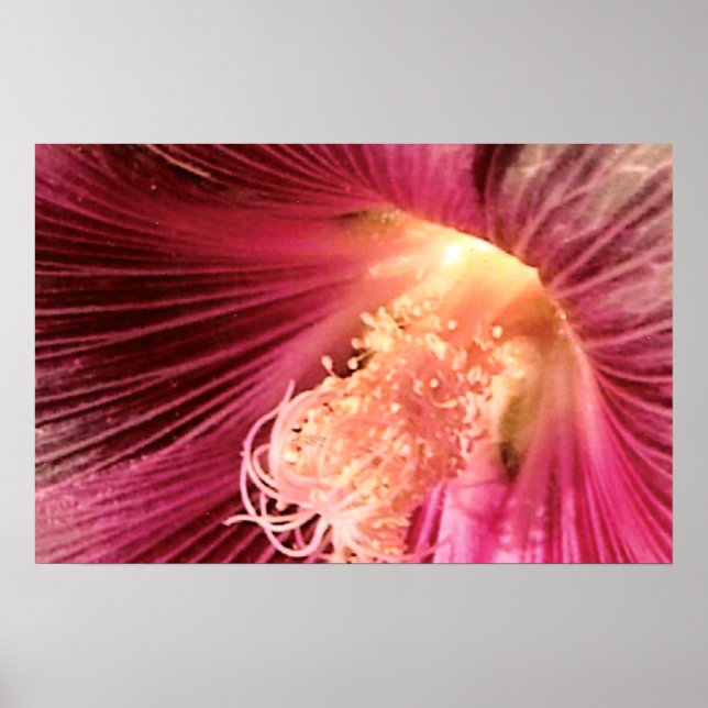 Poster Flor Belo Rosa Holly Hock (Frente)