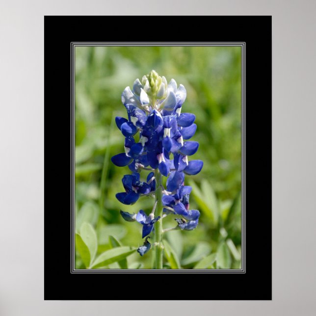 Póster Flor Blubonnet Texas 16x20 (Frente)