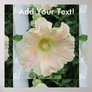 Póster Flor bonito branca do Hollyhock