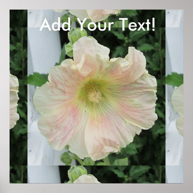 Póster Flor Bonito Branca Hollyhock (Frente)