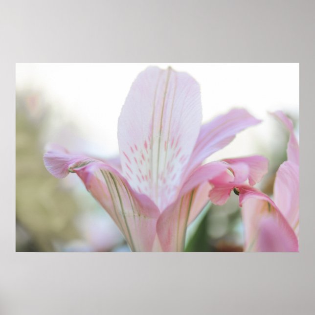 Poster Flor bonito de Pasto Rosa (Frente)