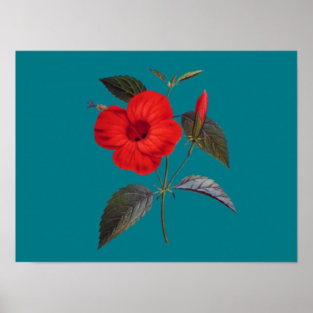 Poster Flor bonito Red Hibiscus (Frente)