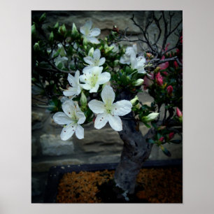 Poster Flor Bonsai