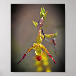 Poster Flor Botânica Orquídea Amarela Elegante Laranja Am