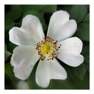 Póster flor branca brilhante