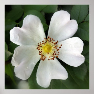 Póster flor branca brilhante