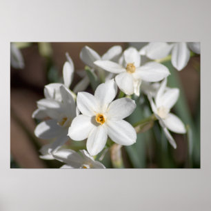 Póster Flor branca de papel de Ziva