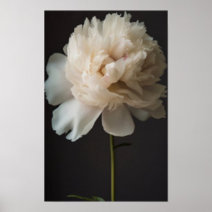 Poster Flor Branca de Peônias com Folhas Verdes no Fundo