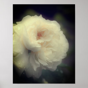 Poster Flor Branca De Rosa No Sangue Do Cheio