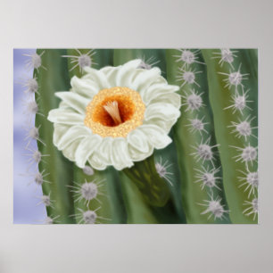 Poster Flor Branca de Saguaro Cactus Ilustrada