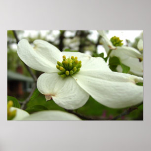 Póster Flor branca do Dogwood