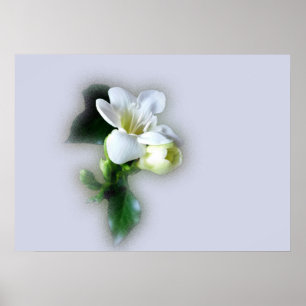 Póster flor branca do freesia