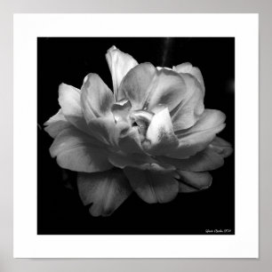 Poster Flor branca sobre fundo preto