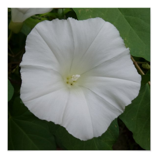 Póster Flor Branco 20" x 20",Poster papel,Semibrilho (Frente)