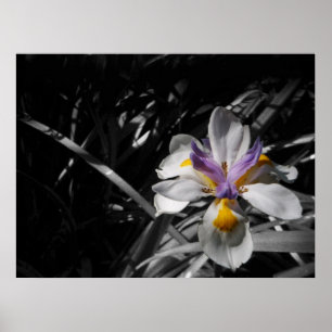 Póster Flor - branco amarelo roxo