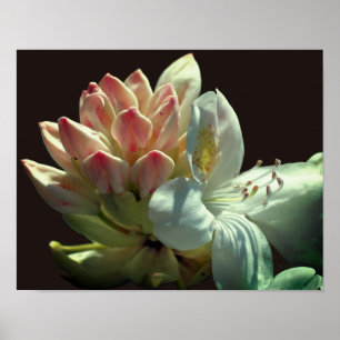 Poster Flor Branco Azalea Flor Flor Flor E Flores