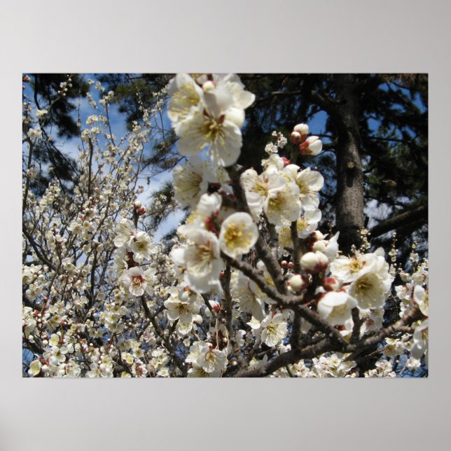 Poster Flor branco de cereja / Sakura / ク サ(桜) (Frente)