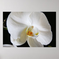 Flor branco de orquídea Solteiro Dramático em pret