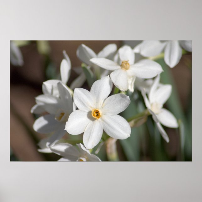 Póster Flor Branco do Papel Ziva (Frente)