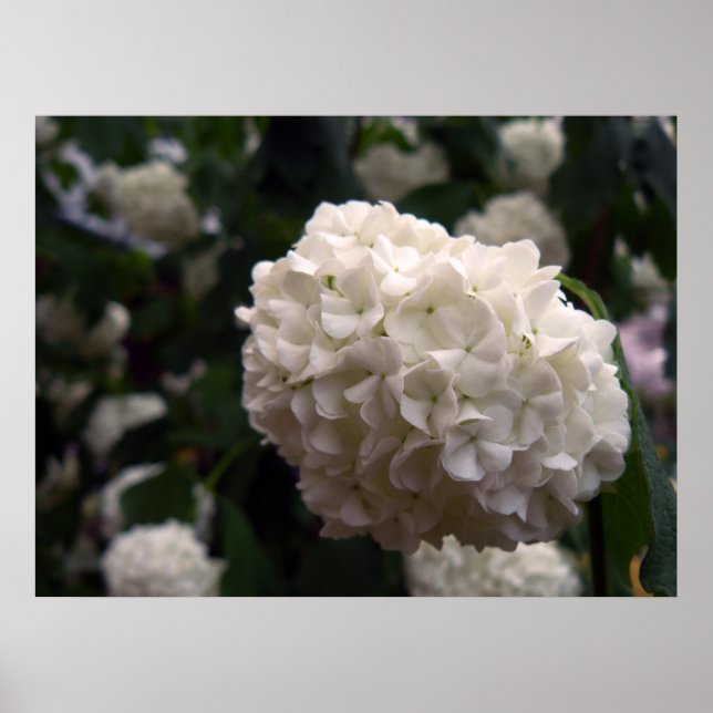 Póster Flor Bridal (Frente)