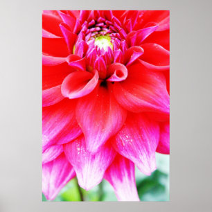 Póster Flor brilhante