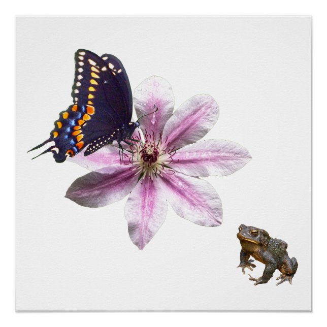 Póster Flor Clematis e borboleta negra (Frente)