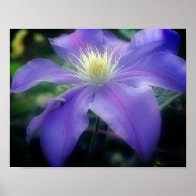 Poster Flor Clematis Roxo Suave (Frente)